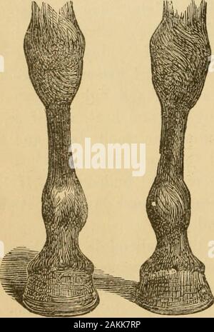 L'art d'apprivoiser et d'éduquer le cheval : avec des détails de la gestion dans la sujétion des représentant plus de quarante chevaux vicieux, et l'histoire de l'expérience personnelle de l'auteur : et les chapitres sur l'alimentation, stabulation, raquettes, et les modalités pratiques de traitement pour maladie, boiterie, etc : avec un grand nombre de recettes . nd la chaussure de nouveau mis sur le cheval, et l'ina quelques heures était exempt de la boiterie. Mais s'il montre la boiterie ina jour ou ainsi après avoir été ferrés, découper le mur du thehole, de manière à laisser toute ma-qui survienne quelque se sont formées. Nextpoultice le pied jusqu'à l'inflammation Banque D'Images