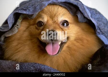 Photo de Spitz allemand porte écharpe autour de cou Banque D'Images