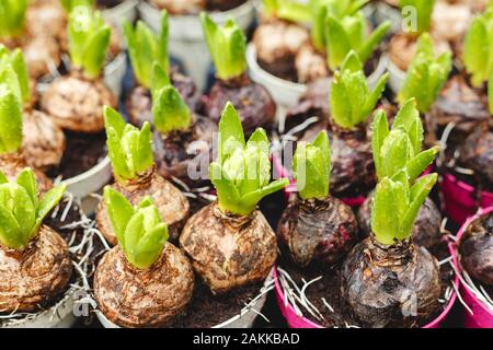 De plus en plus de jacinthes en pots. Bulbes de jacinthe avec feuilles fraîches au marché du jardinage les agriculteurs. Pour la floriculture et décoration maison jardin en hiver et au printemps Banque D'Images