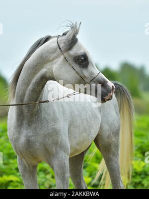 Cheval arabe gris. Portrait en montre un halter en plein soleil naturel. Banque D'Images