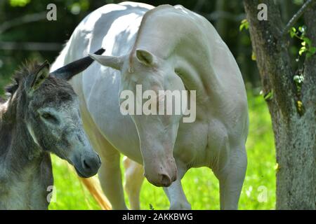 Perlino Akhal Teke cheval et mini âne ensemble sous l'arbre en été. Portrait, concept de communication animale. Banque D'Images