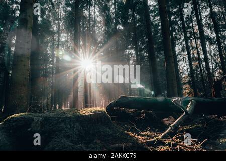 Matin d'automne le soleil doré brille à travers les forêts profondes sur un tronc en bois en Allemagne Luneberg Heide Banque D'Images