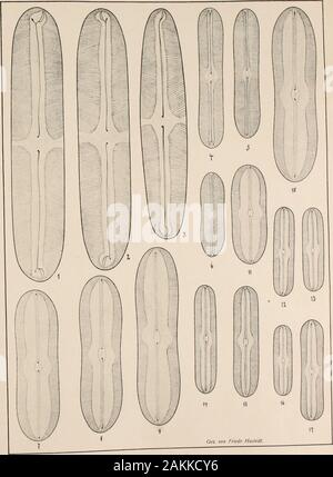Atlas der Diatomaceen-Kunde . Üez hnedr 10. von. Husteüt. Vorläufige Erläuterungen zu à Sehmidts Diatomaceenkunde Atlas der. 312 Tafel. Herausgegeben von Friedrich Hustedt, Brême. Avril 1914. 1000Vergrößerung 8fach. *^Q 1, 2. Euleugebirge, r. S. J. pjnnu|arja episcopalis cl. N. americana E. 3. Schweden, f. S.4-6. Rivière Demerara, r. S. Navicula Cl.7 lambda, 11. Moutgonieiy. f. S.8-10. Crane-Poud, f. S.12, 16, 17. Tillowitz, Schles., r. S. 13. Bremen, r. S. 14. Schlesien, r. S. 15. L'Angleterre, f. S. die kleineren eui-opäischen sind zu keinesfalls Formen N. bacilium. Un wesentliches Bf&lt;N. ame Banque D'Images