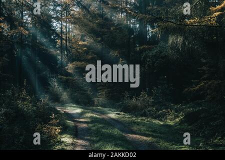 La lumière du soleil du matin brille à travers les arbres sur patyway dans de profondes forêts de Luneberg Heide woodland en Allemagne Banque D'Images