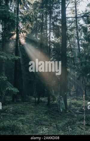 La lumière du soleil du matin brille à travers des forêts de pins de Luneberg Heide woodland en Allemagne Banque D'Images