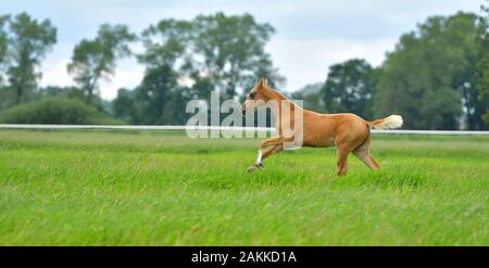 Petit fessier Akhal Teke en cours de course dans le champ vert d'été. Banque D'Images