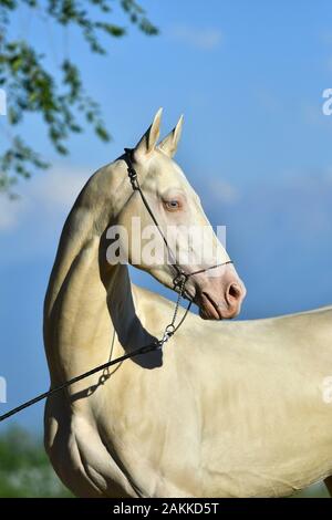 Akhal Téké étalon Perlino aux yeux bleus dans un petit salon à l'extérieur. Portrait. Banque D'Images