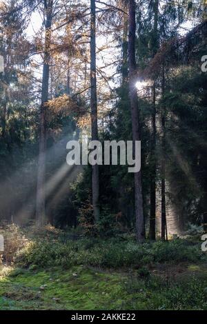 La lumière du soleil du matin brille à travers des forêts de pins de Luneberg Heide woodland en Allemagne Banque D'Images