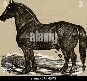 Source et sportif . ANDREW SMITH, Redwood City. OratJlH Strpft la Californie. San Francisco. Percherons. Pour la vente, chef de douze thorougbred Percheronstallions et les juments. Quatre sont importés de France.Ces chevaux sont enregistrés dans le stud-book Percheron d'Amérique, et l'on croit être le meilleur lotof à vendre en Californie. J'adresse E. TURNER, 25Fe3mo Holllster, San Benito Co. Banque D'Images