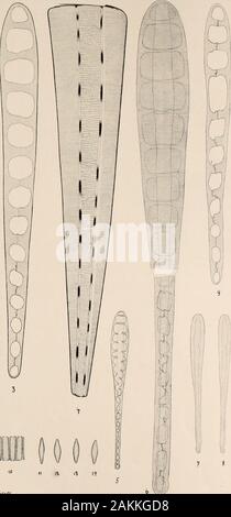 Atlas der Diatomaceen-Kunde . Oez. von Friedr. Hustedt.. r Vorläufige Erläuterungen zu JL Sehmidf ® ,00^Diatomaceenkunde Atlas der 6. 308 Tafel. Herausgegeben von Friedrich Hustedt, Brême. Avril 1914. WOOfach Vergrößerung 8, wenn nichts bemerkt. »^ 1 ö& 4, n. Borueo Climacosphenia, r. de truncata nov. spec.1 (1000M, 3 et 4 (25(V)  = Isolierte Schalen. (2)  = 580/, Zwischenband Isoliertes.11  = Teil der Gürtelbandansicht.5 10. Samoa, r. m. (Reicbelt). Cl. elongata sous caution. 5 (&gt;000) ). 7-10 (25 % !)  = Isolierte Schalen 6 (580 ]), Zwischenband   isoliertes. Le Dr A. Schmidts diatomée. Aia. Banque D'Images