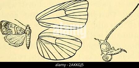 Les mites . brown à côtés ; le thorax brun jaunâtre pâle ; abdomen. Aile antérieure blanc jaunâtre ; la surface terrière irrorated avec écailles ; un légèrement oblique médiale double ligne sombre devenant orange à costa, la zone située au-delà de il blanchâtres, suivie d'une série de rayures sombres dans les espaces entre, puis une série de stries orange sur la n,. 7 , J°j 77 ,. , Nervures de la face interne du theDiptychophora adspersella ••  %, o ? I -il -,-, fuscous submargmnl line, qui est incliné vers l'extérieur de la marge à d'idées 5 ; deux petites taches marginales noir en dessous du cils ; fuscous argenté. Aile postérieure blanc jaunâtre, avec des m Banque D'Images