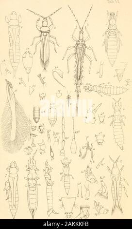 Liste des spécimens d'insectes homopterous dans la collection du British Museum .. . IBalidjy.ael. -WWm^.lfti. J'& Wi.3tiiih&Lt ;.^« pr.o-s.M3aiBao Gaidoc. f 7aE4iWe3t;LitliD^a5 !iBi:3. Bajton B*. CixoerL Onglet, VII, Banque D'Images