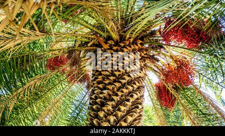 Feuilles de palmier Banque D'Images