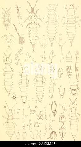 Liste des spécimens d'insectes homopterous dans la collection du British Museum .. . 17,Wm|,ia3i&lt;ct IcUi Tora3cyfesi zUij,J.|r"fiiers Hattoa Oardcn.54.Ta-lD.C. IBalidjy.ael. -WWm^.lfti. J'& Wi.3tiiih&Lt ;.^« pr.o-s.M3aiBao Gaidoc Banque D'Images