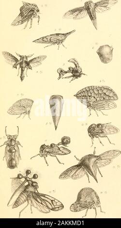 Liste des spécimens d'insectes homopterous dans la collection du British Museum .. . 9. QEcla inflata, Fab. " 10, 11. Heteionotus excisus " 12. Ceresa incrassata " 13. Hemiptycha brevis, Combopbora eonsentanea » 14 " 15. Bocydium globulare, Fab. Onglet. C. PHYSAPODA. Fig. 1. Thripa Ulmi. Jeune larve, un. Antenne, b. Ofabdomen fin. " 2. Larve, un. Tête. b,c. Bouche de larve. " 3. Propupa. " 4. Chrysalide. " 5. Aptinothrips rufa, larve, 9 • ^- twobasal l'antenne sans joints, b. Tibia, ch. De l'orifice Terminal-abdo men avec le verticille de poils. " 6. Propupa, $ . a. Antenne, b. Patte antérieure. " 7. Chrysalide, $ . Banque D'Images