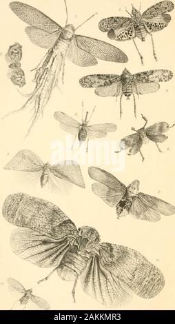 Liste des spécimens d'insectes homopterous dans la collection du British Museum .. . Rors.iV(e3t,Iirflio^aph"rs.M, Hatton. GardoD Onglet. IE.. ^^&lt ;/•^L^^Tfinf n° W-aanaLTttk. Dc:a.S;Nous tJjliio^3rt|MSPH,5},Ta EXPLICATION DES PLAQUES. Onglet. I. 1. Dundubia diminuta 2. Fidiciua nivifera 3. Teltigades eulepte 4. Smaragdinao Zammara. Cigale tristigma 6. Thopha, (Nouveau sp.). Onglet. II. Fig. 1. Aile d'Cyclochila honesta" 2. Tettigarcta tomentosa" 3. Chrysalide faire." 4. Cystosoma Saundersii" 5. Moganuia iguifera,. 6. Onglet aurora Cicada. EphemeraEuchophora siccaFlatoides retractusDichoptera Pterodictya mauvais smara Banque D'Images