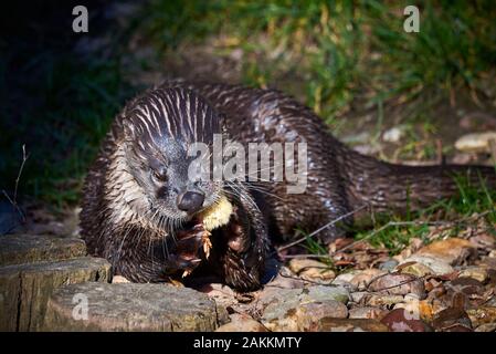 Loutre d'Europe (Lutra lutra) Banque D'Images