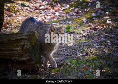 La chasse sauvage en forêt (Felis silvestris) Banque D'Images