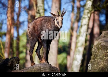 Chèvre de chamois sur les rochers (Rupicapra rupicapra) Banque D'Images