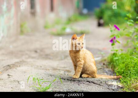 Le gingembre sauvage chaton dans le jardin. Banque D'Images