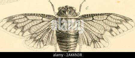 Liste des spécimens d'insectes homopterous dans la collection du British Museum .. .  ?.^- rors.iV(e3t,Iirflio^aph"rs.M, Hatton. GardoD Onglet. IE. Banque D'Images