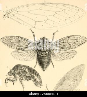 Liste des spécimens d'insectes homopterous dans la collection du British Museum .. . « AdrvB P|,,ar&gt ; ,Litio|ca.^la sienne,Btlt&lt;en Oetaea Ta-b.II. ^ , &gt ;-&Lt ; ?^f^ ? Banque D'Images