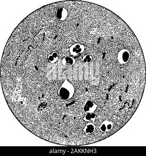 Bactériologie laitière pratique, prête à l'usage des étudiants, producteurs, et tous les intéressés par les problèmes de la relation du lait pour la santé publique . w-jamais, la mamelle doit haveany l'affection par laquelle pusis étant annulé, le puswill milkand s'affichent également dans l'semblent identiques avec les leucocytes. N'thepresence inmilk de leucocytes, par conséquent, la formation indicatepus dans l'ud- les grandes cellules sont les leucocytes ; moins der ? Qu'il n'est pas nec-bactéries celles .. , . • Essanly j- 1 j faire mdicatedby est le fait que pratiquement tout le lait montre quelques leucocytes.Elles sont identiques avec bloo Banque D'Images
