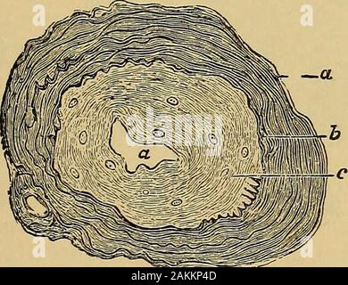 La consommation pulmonaire, pneumonie, et des maladies des poumons : l'étiologie, la pathologie et le traitement, avec un chapitre sur le diagnostic physique . est très clair, et qu'une telle condition est un furthercausative caseation dans le facteur de la pneumonie peut aussi beeasily compris. Cette observation de Friedlander que l'article de l'être victime de nerfs provoque l'oblitération de l'artère pulmonaire est* C/. &Lt ; ://., S. 357. Pathologie de la consommation pulmonaire. 285 un plus important fait par rapport à la genèse des pulmonarydisease par l'intermédiaire du système nerveux,pour, comme l'a previousl Banque D'Images