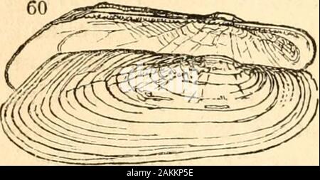 Un traité de malacologie ; ou, coquillages et crustacés . ot striée, et le wdiole shell a très muchthe aspect d'un Anodon. Du cinquième type, connectingthis sous-famille à l'autre, nous ne savons rien de plus thanwhat a été déjà dit. Comme le reste de l'generaof Unionidce sont ni riches dans le nombre d'theirforms, ni abondante dans leur espèce, nous mentionthem plus wath la concision. (266.) en fonction de la prise de vues ici theHyrin^, on peut donc comparer les quatre genres, justdefined, avec le cercle de l',^. Les analogies de l'Hyrin.e et l',^. Genres de la j""7^ Banque D'Images