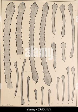 Atlas der Diatomaceen-Kunde . Vorläufige Erläuterungen zu &Lt ;$ GIQ Sch midtfi Diatomaceenkunde;Atlas der. 292 Tafel. Herausgegeben von Friedrich Hustedt, Brême. Avril 1913. Vergrößerung 8900/ach. ^Q 1. 2. Alpes Hiver. 3, 4. Brésil (Reichelt). 5-7. 9. Demerara River 8. Brésil (Reichelt) l&Lt ;". 11. 1.". Fleuve Demerara. 12-18. Brésil (Keidielt). Actinella mirabilis Grün.A. guianensis Grün.A. brasiliensis Grün. Le Dr A. Schmidts diatomée. Alias.. Banque D'Images