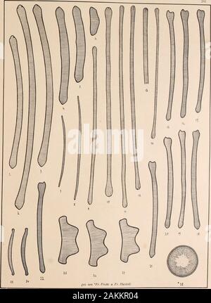 Atlas der Diatomaceen-Kunde . Vorläufige Erläuterungen zu * J&k" chmidt s Atlas der Diatomaceenkunde. 291 Tafel. Herausgegeben von Friedrich Hustedt, B Avril 1913. B^ ^fach Vergrößerung 8900 U remen. 1-3. Taunton, Massachusetts (Reichelt). Tauntoniensis Eunotia nov. spec.4-(5. Meadows Pond. Walth., Massachusetts (Reichelt). Eun. formica E.7, 8. (Tauntou Eeichelt). Eun. alpina Naeg.9-11. N.-Ainerika (Fricke).12. 13. Christiania. N.-A. (Reichelt).14. Christiansund (Reichelt). 9-14 sämtlich sind in den Formenkreis von Eun. flexuosa Kg. Die Unterscheidung der einzelnen Varietäten beruht auf der mehr ne corrige que les o Banque D'Images