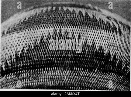 Les Indiens Pomo paniers et leurs décideurs . Chi-ka-ka Kaya (Cailles panache). [30 Plaque /jl POMU. BASKEIS indienne de cinq dialectes et une poignée d'autres. Offres Wheneveropportunity je proposer la question en ce qui concerne l'anybasket à part : Quel est ce modèle ? Dans le dialecte des theperson abordées. De cette façon, en donnant leur whateverto- aucune idée de mes connaissances antérieures, j'ai eu les noms de quelques-de-signe des dizaines, voire des centaines, de fois, de l'individu-separ générées par la distance et de la langue. Dans certains cas tous les témoins d'accord ; dans d'autres, l'greatmajority. Le champ est un grand, et je Banque D'Images