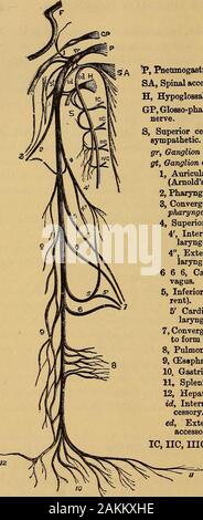 La consommation pulmonaire, pneumonie, et des maladies des poumons : l'étiologie, la pathologie et le traitement, avec un chapitre sur le diagnostic physique . , Betweenwhich sont trouvés les vaisseaux lymphatiques et les espaces. Un autre investissement important des bronches est le outerfibrous ou adventifs (g). Il a déjà été démontréque la couche inférieure de la plèvre envoie des bandes fibreuses downinto les poumons pour former les septa interlobulaires et interlobaires, maintenant, d'autre part, les fibres de l'adven-titious bronchique coat unite dans pas moins de trois et quatre differentplaces autour de la bronche, avec le ba fibreux Banque D'Images