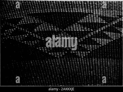 Les Indiens Pomo paniers et leurs décideurs . Thk Gakter en serpent corbeilles Pomo. I/&gt ;/,//, 1- "paniers indiens Pomo. 27. Ka-SHAI SHAI-IrfDO BUTTERFI (l-l). 12 Rlatc] plumes sont utilisées de deux façons sur les paniers par thePomos. Dans le premier cas, elles sont secondaires à la de-signe, et que donner un peu de couleur ou une touche de finition à abasket avec un joli design. À cette fin, l'plumeand la caille des plumes rouges de la tête les pics sont presque la seule ceux utilisés. Les plumes rouges sont plus souvent placés regularlybut finement sur la fibre plus pâles sur la moitié supérieure de thebasket, et les cailles p Banque D'Images