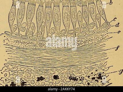 La consommation pulmonaire, pneumonie, et des maladies des poumons : l'étiologie, la pathologie et le traitement, avec un chapitre sur le diagnostic physique . e, (3) la couche fibreuse, (4) l'muscularlayer, et (5) le manteau extérieur ou adventifs. Il s'agit d'wellillustrated dans la section suivante. Si nous commençons notre examen de la nation les différentes couches de la muqueuse bronchique mem-brane de l'extérieur nous constatons que la taille et la forme des cellules theepithelial varier à différentes profondeurs. Il sera pour seenthat ces sur la surface sont très en forme cylindrique (&), et que ceux qui sont au bas de la couche sont f Banque D'Images