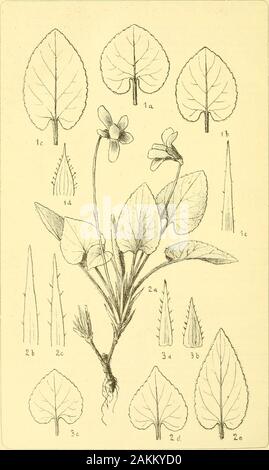 Allgemeine botanische Zeitschrift für Systematik, Floristik, Pflanzengeographie etc . Todesfälle : Florian Porcius am 30. Mai en Ü-Rodna. - A. Glaziou,Erforscher der Flora Brasiliens, im März dans Bonscat in Bordeaux. - JohannWiesbaur, besonders verdient um die Gattungen Viola u. Zuletztin Gross-Lukow, Hieracium, Mähren, starb Ende nov. - M. E. H. H. Pfitzer, geh. Hofrat,ord. Le professeur der Botanik, Direktor des botan. Gartens u. des botan. Instituts derUniv. Heidelberg, verschied am 3. Dez. d. J. im Alter von 60 infolgeeines Herzschlages J. plötzlich. -Orifßinat MjinbanHdeehetk für den mit diese Banque D'Images