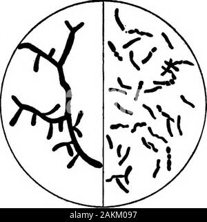 Bactériologie laitière pratique, prête à l'usage des étudiants, producteurs, et tous les intéressés par les problèmes de la relation du lait pour la santé publique . est vraiment infecté par la maladie. Par conséquent, hautement produites stock est plus susceptible d'être foundinfected. Les statistiques ont également montré que la maladie a été rapidlyincreasing chez les bovins au cours des 25 dernières années. De telles statistiques, il est vrai, sont ouverts à des critiques. 25 ou même 15 ans agothe importance de la tuberculose des bovins n'a pas été reconnu, et la méthode de détection de la présence de la maladie ; des dossiers minutieux comme wasuncertain au percenta Banque D'Images