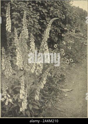 Farquhar's garden : annuel 1918 . DIANTHUS Plumarius.beautifulcolors-..Plumarius. Farquhars Delphinium hybrides. -Suite. {Faisans eije Rose.) andhardy parfumées rose frontière, seul. Doz mixte. .S2.00 100S12.00 2,50 15,00 2,50 15,00 la Digitale la digitale pourpre. Gloriosa. Lilas fleurs rose-withlovely fringedpetals ; tôt.  • ? ? ? ? ? ... 2,50 15,00 Pour d'autres variétés voir les Œillets.monticule ou Spiee Rose, voir à la page 118 de la TVH spéciales.DICTAMNUSfraxinella. {Usine à gaz.) Rosy-fleurs pourpre ; juin et Julv. 2kit. 2,50 15,00 Fraxinella alba. Caueasieus 15,00 2,50 blanc. Verj- frontière voyantes avec de grandes plantes spik Banque D'Images