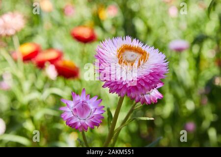 Helichrysum (fleur de paille) en plein air. (Helicrysum bracteatum) Banque D'Images