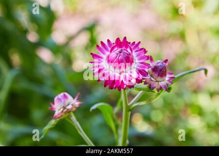 Helichrysum (fleur de paille) en plein air. (Helicrysum bracteatum) Banque D'Images