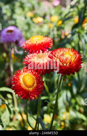 Helichrysum (fleur de paille) en plein air. (Helicrysum bracteatum) Banque D'Images