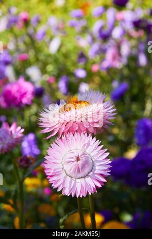 Helichrysum (fleur de paille) en plein air. (Helicrysum bracteatum) Banque D'Images