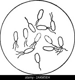 Bactériologie laitière pratique, prête à l'usage des étudiants, producteurs, et tous les intéressés par les problèmes de la relation du lait pour la santé publique de l'ature . sucre de lait, de sorte qu'il isfermentable, et par la suite la levure sucre change le intoalcohol et dioxyde de carbone. Ces boissons sont en frequentlyregarded plus faciles à digérer que le lait ordinaire, et theycertainly ont une saveur plus agréable. Leur popularityis peut-être simplement due au fait qu'ils contiennent de l'alcool. Changer LA COULEUR DE LA FERMENTATION DU LAIT Le premier type de fermentation jamais étudié dans le lait était bluemilk qui, Banque D'Images