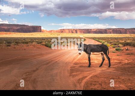 Wild burro en face d'un superbe paysage cinématographique, Arizona Banque D'Images