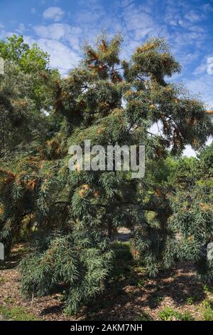 Hippophae rhamnoides 'Tatjana' - l'Argousier arbuste portant de petits fruits orange en été, Jardin botanique de Montréal, Québec, Canada Banque D'Images