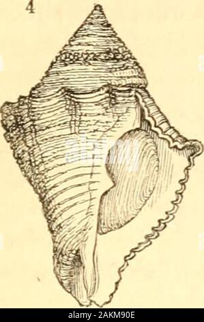 Un traité de malacologie ; ou, coquillages et crustacés . t remarqué : la forme en effet, un peu en forme de poire, - dans la mesure où la spire n'est pas plus long que thecontracted la partie de l'ouverture, à partir de laquelle l'être canalmay dit de commencer ; mais ils n'ont rien de la légèreté ou de l'élongation des andFicula Pyrula basale, ou de l'effuse aperture et contracté chan-nel de Rapella. Ils peuvent ainsi être décrites comme veryshort, strong, coquilles fusiformes   eitherentirely ; l'ombilic ou partiellement cachée ; le armedwith muricated la surface extérieure et semi-épines foliacées, et markedwith stries transversales ; le Banque D'Images