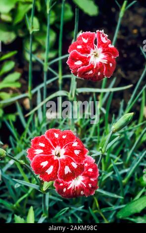 Dianthus Reine d'Henri une fleur semi-double rouge et blanche. Une vivace vert qui fleurit au début de l'été et est complètement dure. Banque D'Images