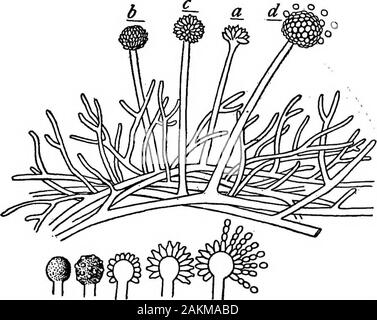 Bactériologie laitière pratique, prête à l'usage des étudiants, producteurs, et tous les intéressés par les problèmes de la relation du lait pour la santé publique . Quelles sont les bactéries ? II La formation des spores est le moyen principal par lequel le raicroscopistseparates les différentes figures de l'autre. Les figures 9 et 10 montrent la méthode par laquelle certains des moisissures communes producetheir les spores. L'étude de moules pour l'objet de dis-. IL ^ -CL dl st FIG. 10 MOLDj ASPERGILLUSMycelium-common et méthode de formation de spores spores tinguishing, ne comprend pas, toutefois, font partie de notre immediatesubject. Ces types que sont concerne Banque D'Images