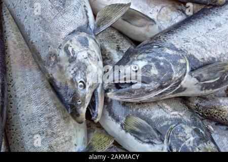 Le saumon quinnat récoltés (oeufs), Oncorthynchus tshawytsha, Mokelumne River Fish Hatchery, Californie.