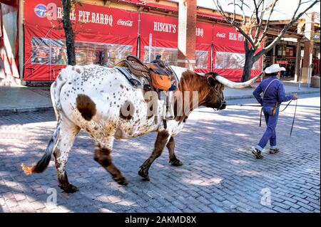 Fort Worth, au Texas, Jan.4,2020 - Longhorn cattle drive au Fort Worth Stockyards qui se passe tous les jours à 10:30 et 4:00 pour libre à experence. Banque D'Images